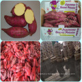 FRESH SWEET POTATOES/ JAPANESE FRESH SWEET POTATO